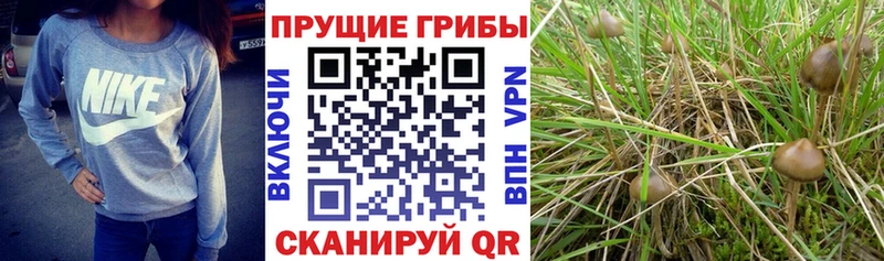 где купить наркоту  Верхотурье  Галлюциногенные грибы Psilocybine cubensis 